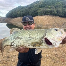 ラージマウスバス