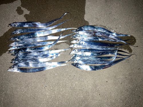 タチウオの釣果