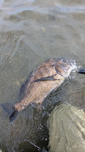 チヌの釣果
