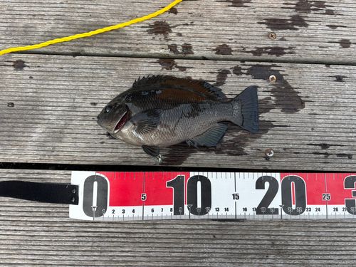 メジナの釣果