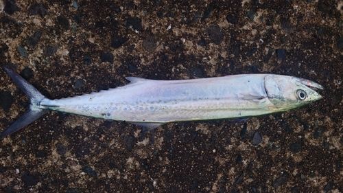 サゴシの釣果