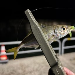アジ