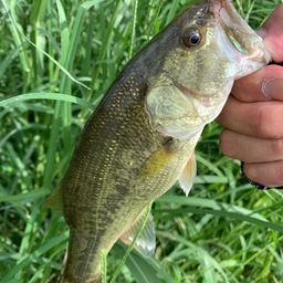 ラージマウスバス