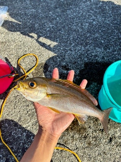 イサキの釣果