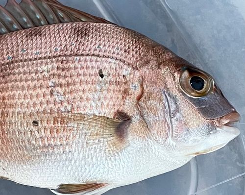 チャリコの釣果