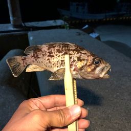 クロソイ