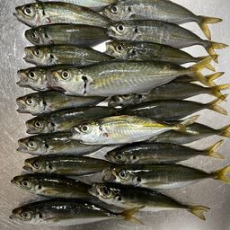 マアジ