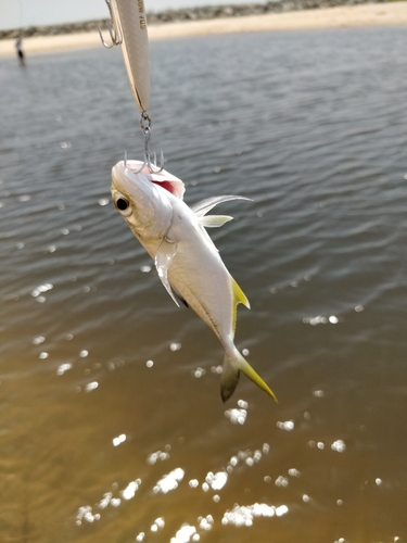 メッキの釣果