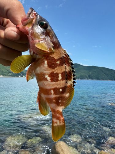 オオモンハタの釣果