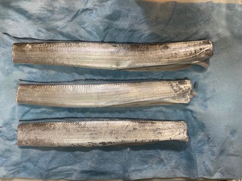 タチウオの釣果