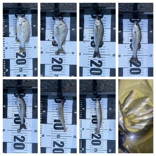 チヌの釣果