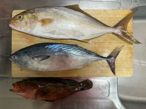 スマガツオの釣果