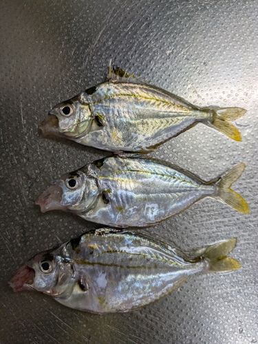 ヒイラギの釣果