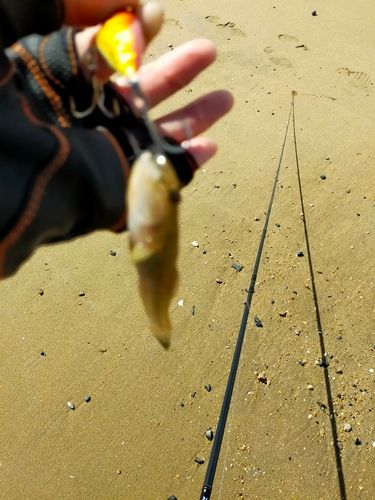 伊勢湾湾奥