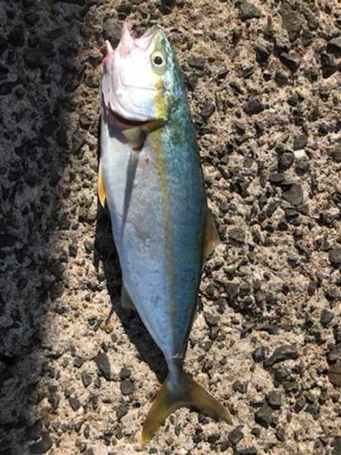 島原湾