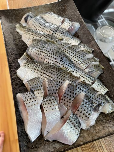 コノシロの釣果