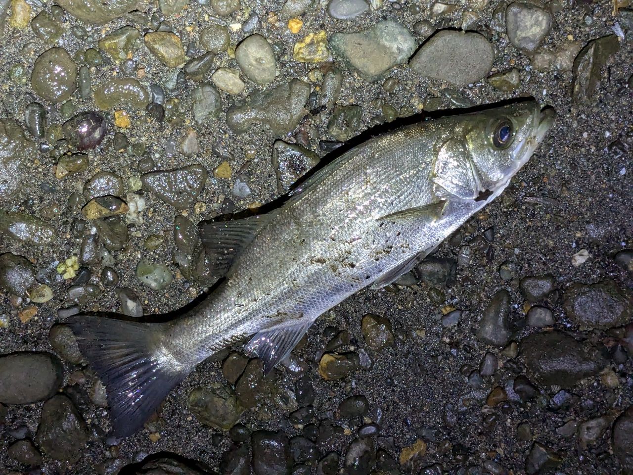 セイゴ（ヒラスズキ）