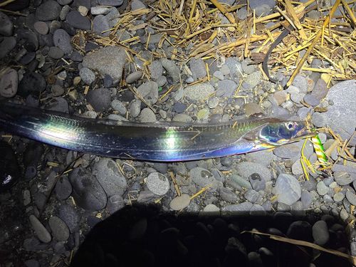タチウオの釣果