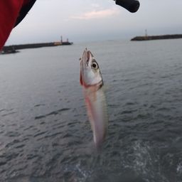 サバ
