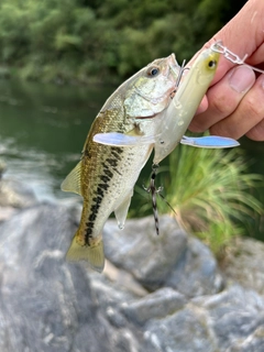 ラージマウスバスの釣果