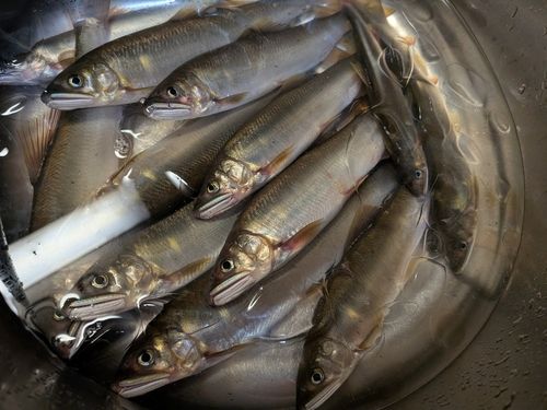 アユの釣果