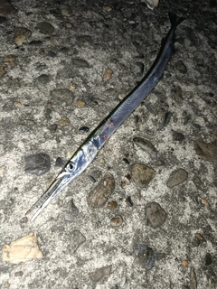 ダツの釣果