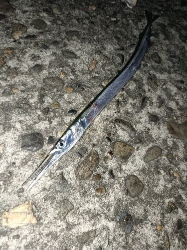 ダツの釣果