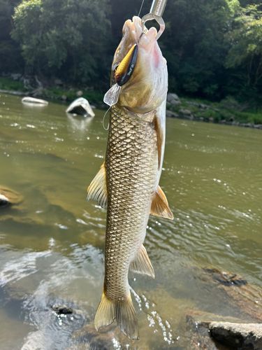ニゴイの釣果