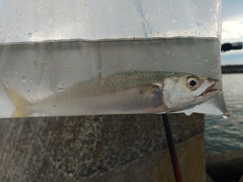 サバの釣果