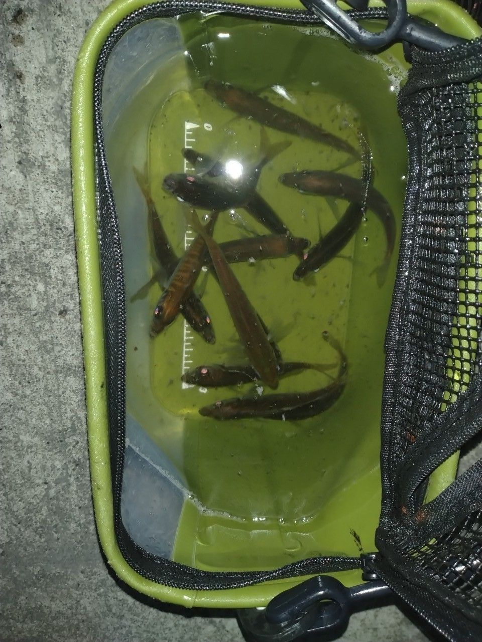 アジ