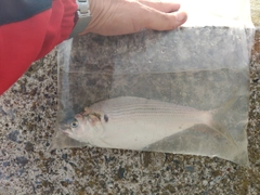 コノシロの釣果