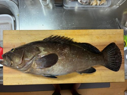 クエの釣果