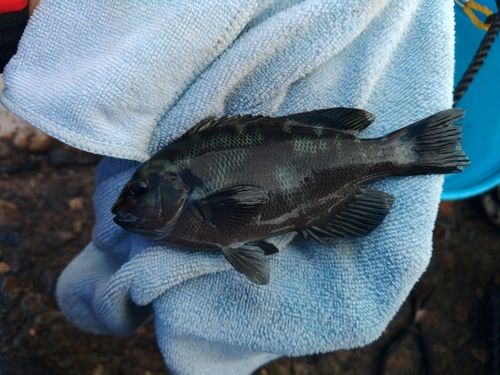 メジナの釣果