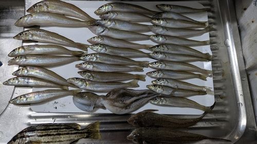 シロギスの釣果