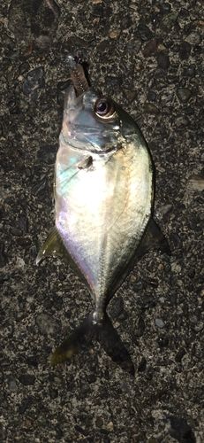 メッキの釣果