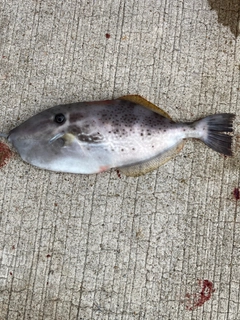 ウスバハギの釣果