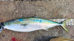 ハマチの釣果