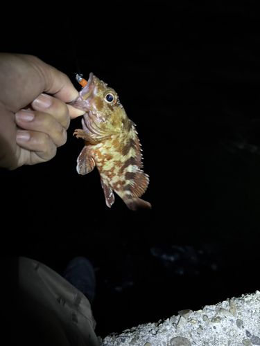 カサゴの釣果