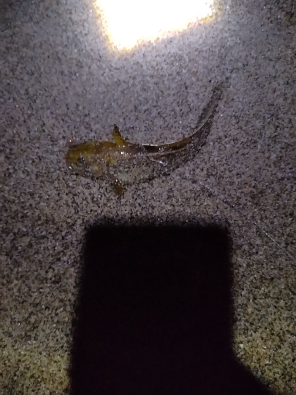 マゴチ