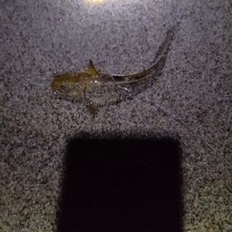 マゴチ