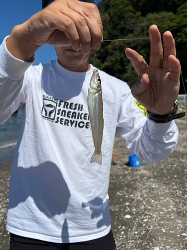 シロギスの釣果