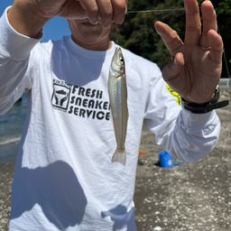 シロギス