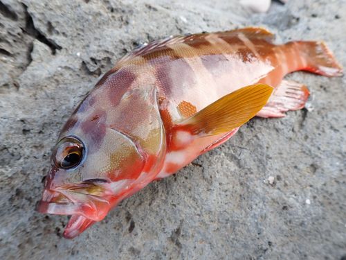 アカハタの釣果