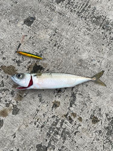 サバの釣果