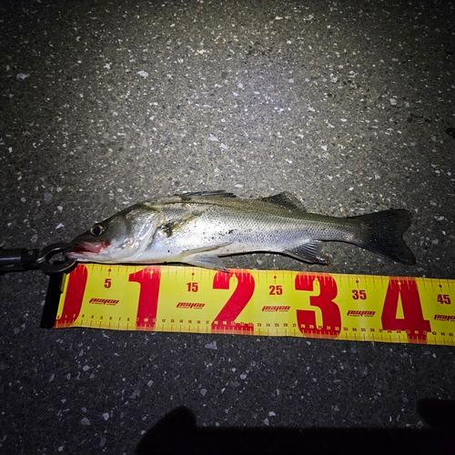 旧江戸川