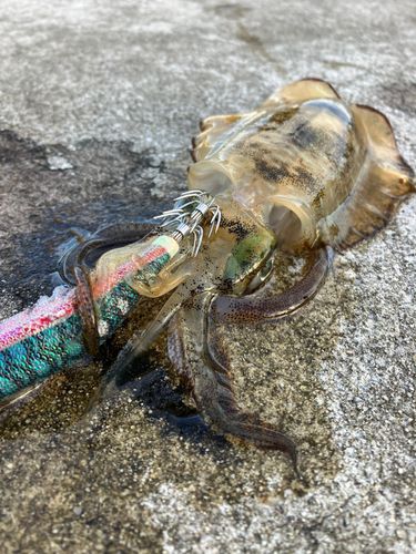 アオリイカの釣果
