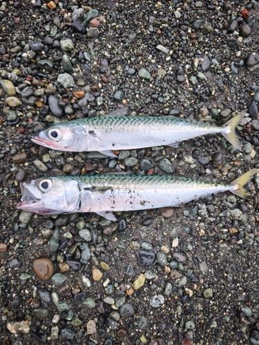 サバの釣果