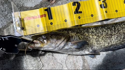 ナマズの釣果