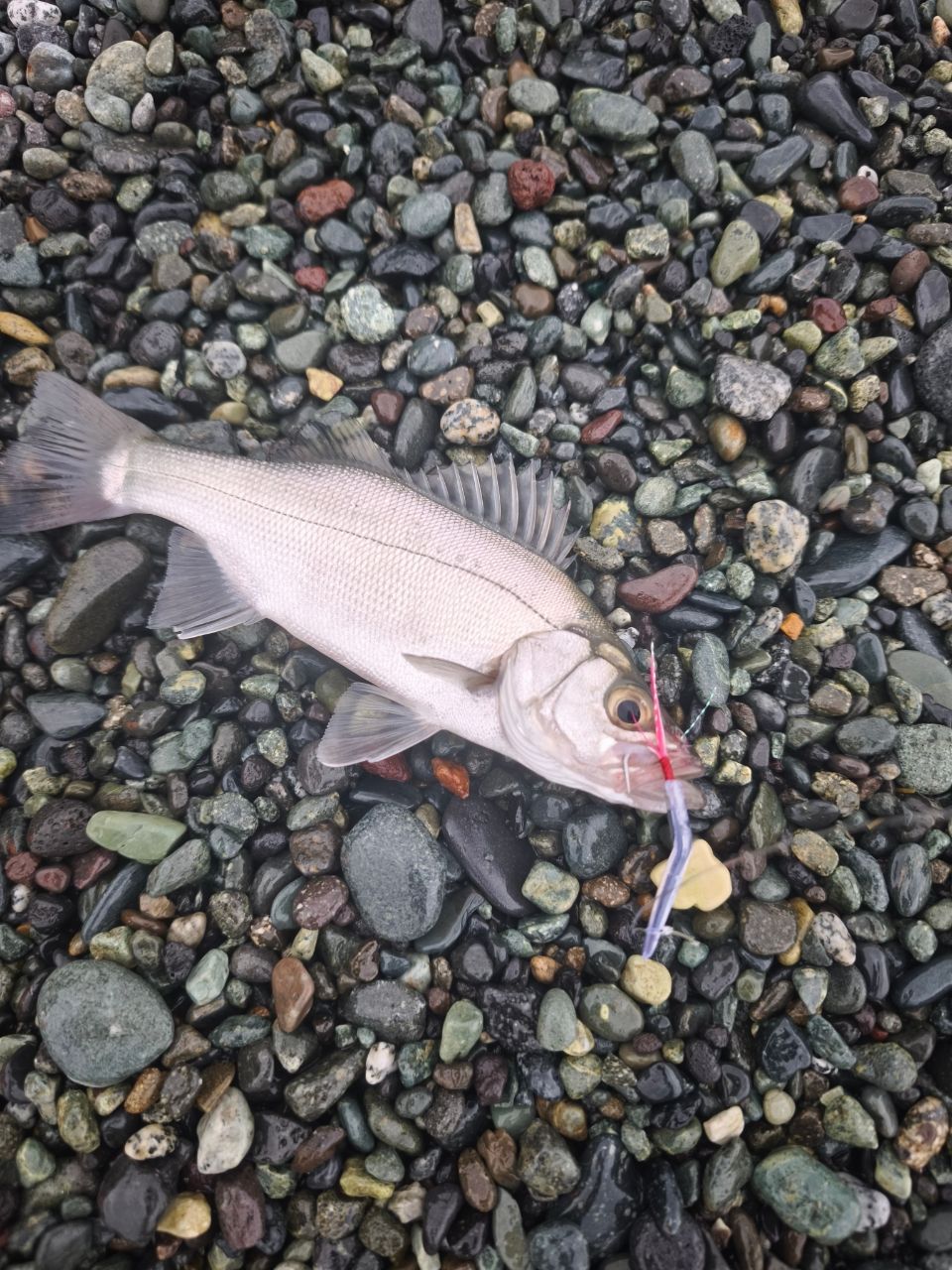 フッコ（ヒラスズキ）