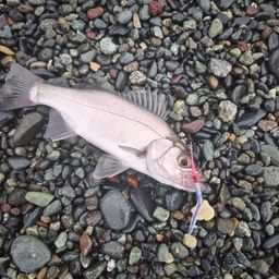 フッコ（ヒラスズキ）